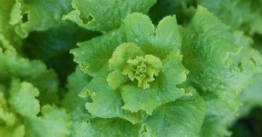 Verdant marul yaprakları nemle parıldıyor, güneşli bahçe yatağında gelişiyor, canlı yeşil organik ürünler sergiliyor. Yüksek kalite 4k görüntü