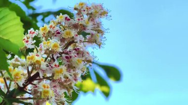 Kestane çiçeklerinin parlak yeşil yapraklarla açtığı, açık mavi gökyüzüne konan ve baharın özünü yansıtan yakın plan bir video. Sahne güzelliği ve sükuneti ön plana çıkarıyor..