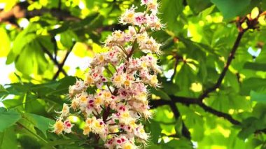 Canlı at kestane çiçeklerinin yemyeşil yaprakların arasında açtığı video. Sahne, doğanın güzelliğini güneş ışığı altında parlak pembe ve beyaz çiçeklerle yakalar ve baharı vurgular..