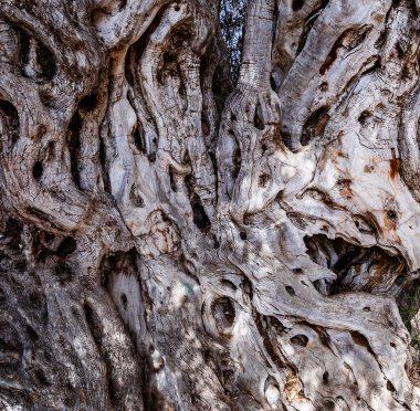 Villajoyosa 'da eski bir zeytin ağacının gövdesinde delikler