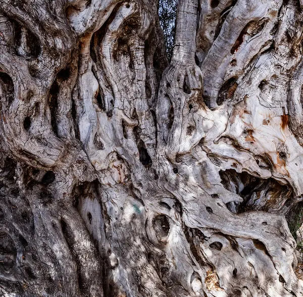 Villajoyosa 'da eski bir zeytin ağacının gövdesinde delikler