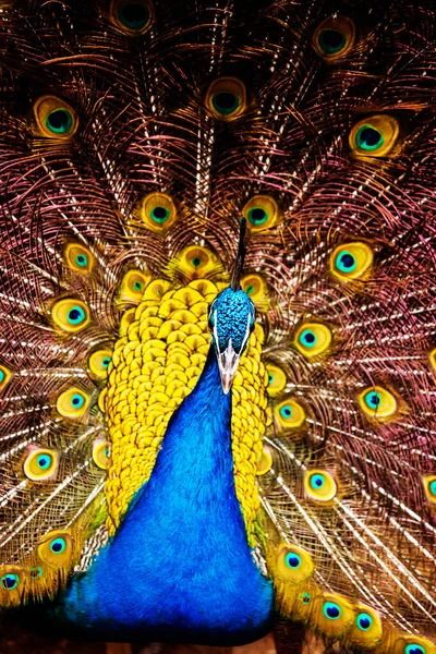 Frontal shot of the head of a peacock in a park in Manzanares