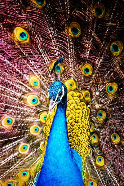 Manzanares 'de bir tavus kuşunun yakın çekimi, Ciudad Real.