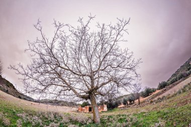 Alhambra tarlalarında ceviz ağacı