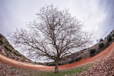 Çimleri yemyeşil tutan ceviz