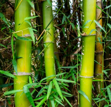 Villajoyosa tarlasında bambu gövdeleri