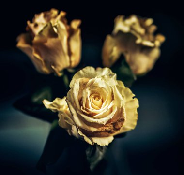 Üç sarı gül üçgen oluşturuyor.