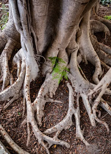 Ficus Benjamin kökleri Villajoyosa 'da