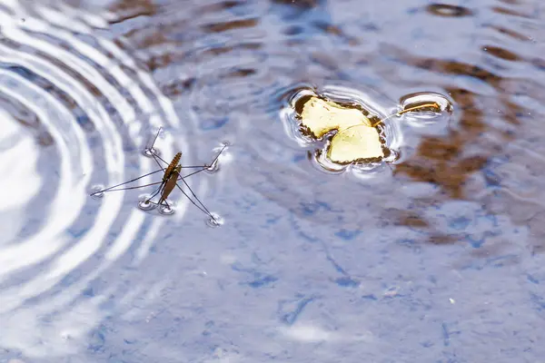 Gerris lacustris Sotuelamos nehrinde.