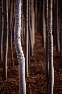 Kavak ormanında bükülmüş kavak ağacı gövdesi