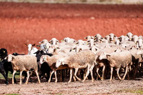 Arka planda tarlalar ile Alhambra 'da otlayan sürü. 