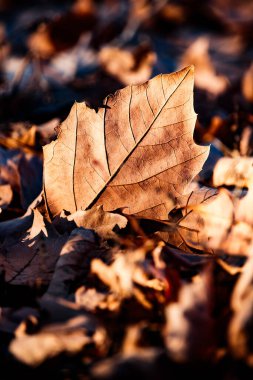 Sotuelamos, Albacete 'de yerde yatan Acer' in ölü yaprakları..