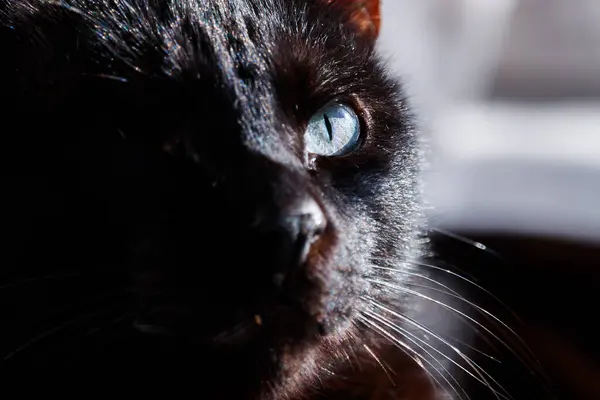 Xeraco 'da yeşil gözlü tek gözlü kara kedinin yakın çekimi.