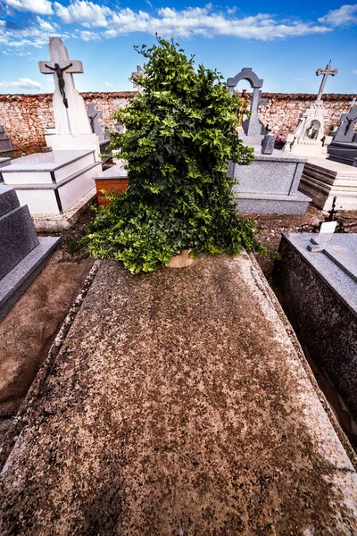 Fuenlana 'da sarmaşık kaplı bir mezarın haçı.