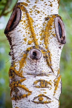 Carrizosa 'da bir huş ağacının gövdesinde şekillenir.