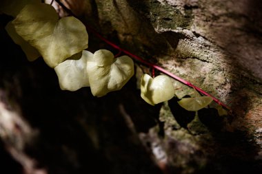 Penaguila 'daki Santos bahçesinde beyaz sarmaşık