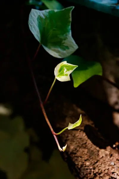 Sarmaşık Penaguila 'daki Santos bahçesinde