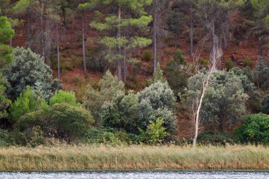 Ruidera Gölleri 'nin ormanlarında Holm meşesi