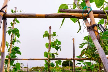 Kökleri Villajoyosa 'daki bastonlara dayanan fasulyeler.