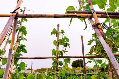 Kökleri Villajoyosa 'daki bastonlara dayanan fasulyeler.