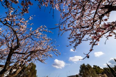 Jalon vadisinde açmakta olan badem ağaçları