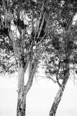 Okaliptüs siyah beyaz, arka planda deniz Villajoyosa 'da.