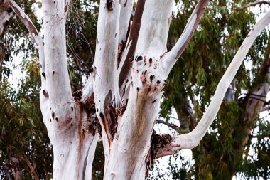 Villajoyosa 'daki okaliptüs sandıklarının ayrıntıları