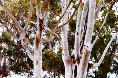 Villajoyosa 'daki okaliptüs sandıklarının ayrıntıları