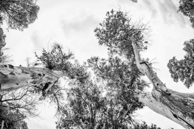 Villajoyosa Torres sahilindeki okaliptüs ormanı.