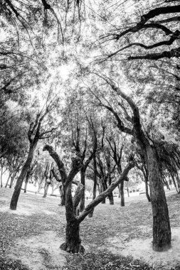 Villajoyosa Torres sahilindeki okaliptüs ormanı.