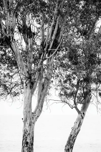 Okaliptüs siyah beyaz, arka planda deniz Villajoyosa 'da.