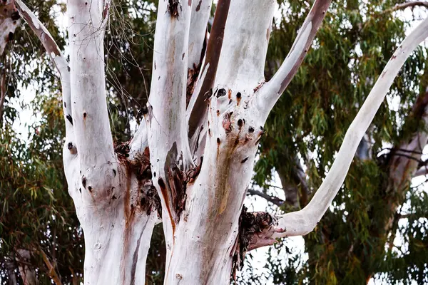 Villajoyosa 'daki okaliptüs sandıklarının ayrıntıları