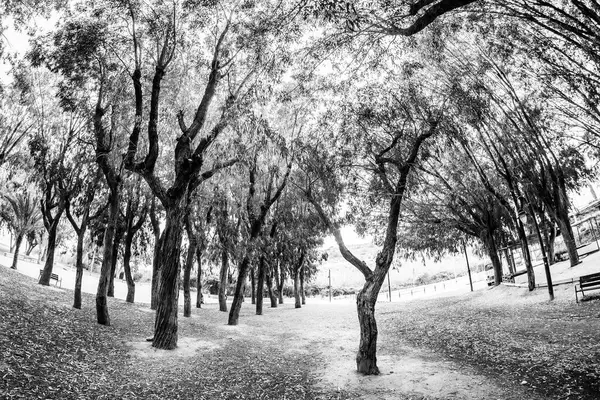 Villajoyosa Torres sahilindeki okaliptüs ormanı.