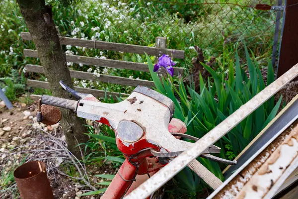 Yaşlı Vespino, Alcala de la Jovada 'da bir zambağın yanında.