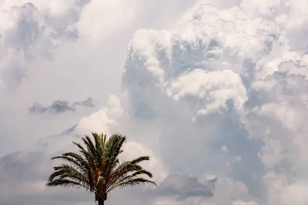 Villajoyosa 'da kümülonimbuslu palmiye ağacı