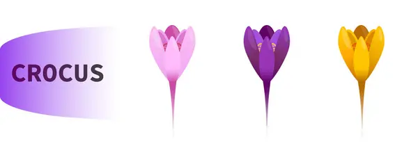 Vektör simetrik krokus sarı, pembe, mor. Renkli çiçek seti
