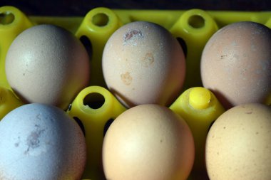 Farklı boyutlarda tavuk yumurtası..