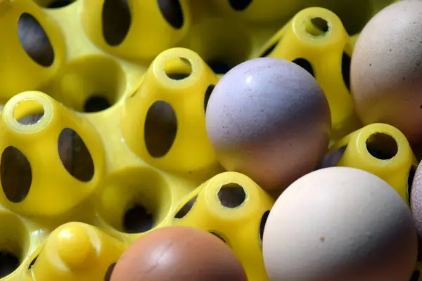Sarı arka planda bir sürü farklı renkte tavuk yumurtası var..