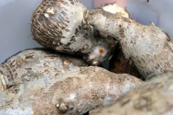 fresh ginger in the market