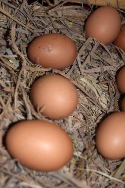 Yuvadaki kahverengi yumurtalar ahşap tepside, yakın çekim