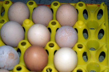 Tavuk yumurtası kutusunda