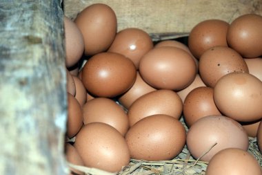 Kutuda taze yumurta.