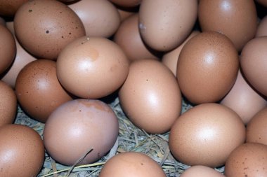 Yumurta çiftliğinde bir yığın kahverengi yumurta.