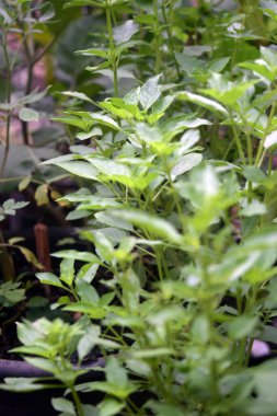 Serada büyüyen yeşil bitkiler