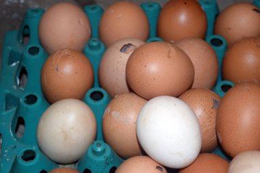 Yumurta ve tavuk kutuda.