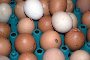 Tezgahtaki tepside tavuk yumurtası