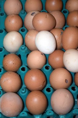 Kutuda tavuk yumurtası.