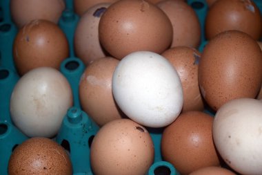 bir tepsi içinde yumurta