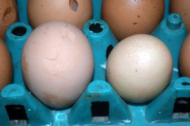 Yumurta tepsisinde tavuk yumurtası.