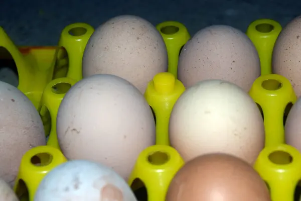 Plastik bir kutuda tavuk yumurtası